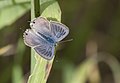 Lampides boeticus Pea Blue Lampides