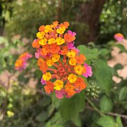 Lantana camara.