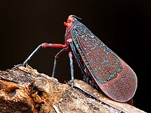 LanternFly (Kalidasa lanata) фотосуреті Shantanu Kuveskar.jpg