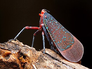 <i>Kalidasa</i> (planthopper) Genus of planthoppers