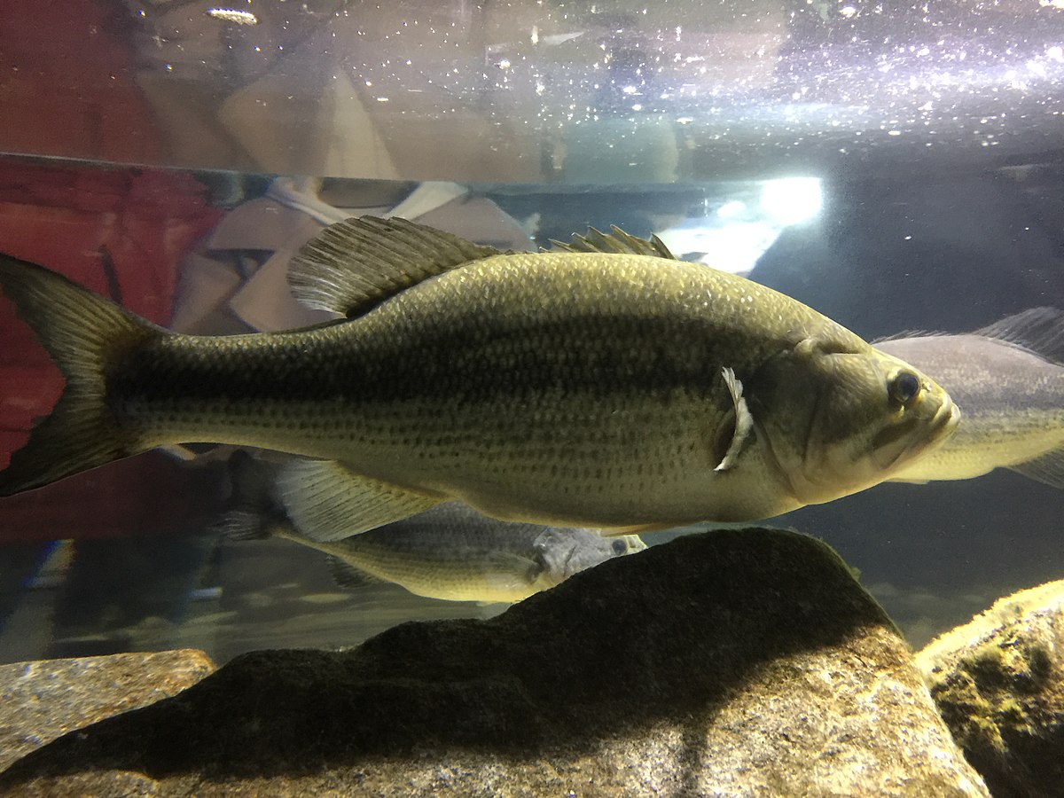 File:Largemouth bass caught on fly rod and popping bug.jpg - Wikimedia  Commons