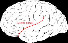 The lateral sulcus (Sylvian fissure) in a normal brain. In Einstein's brain, this was truncated. Lateral sulcus2.png