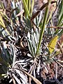 Lavandula latifolia plant (24).jpg
