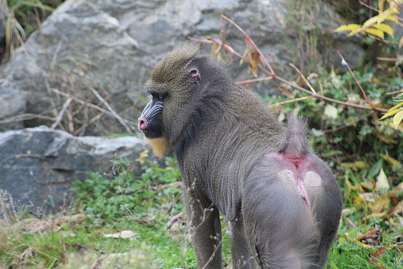 File:Le Pal - 2016.10.23 - Mandrills 1.jpg