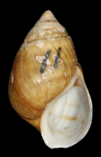 Squat elimia Species of gastropod