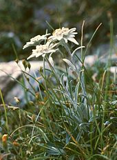 Edelweiss (Leontopodium alpinum) Leontopodium alpinum1.jpg