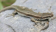 Lezard des Pyrenees.jpg