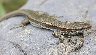 Pyrenean rock lizard species of reptile