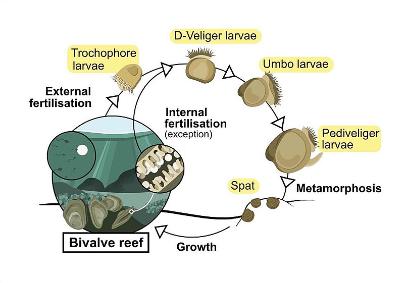 File:Life history of a bivalve reef.jpg