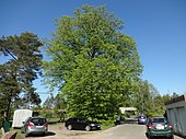 Lime tree (tilia)