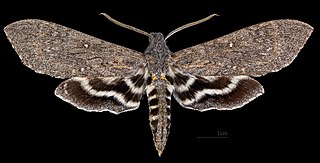 <i>Lintneria maura</i> Species of moth