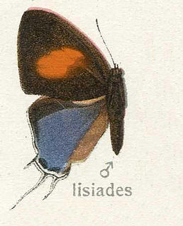 <i>Suasa</i> (butterfly) Monotypic butterfly genus in family Lycaenidae