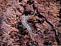 Lithobius forficatus (Linnaeus, 1758)