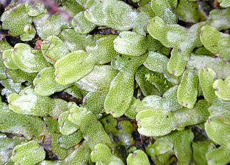 Tập_tin:Liverwort.jpg