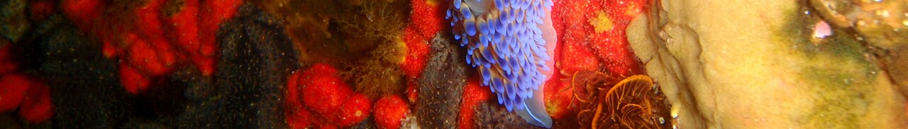 Livingstone Reef banner 3.JPG