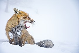 Un Renard roux vu en train de bailler dans la neige.