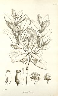 <i>Longetia</i> species of plant