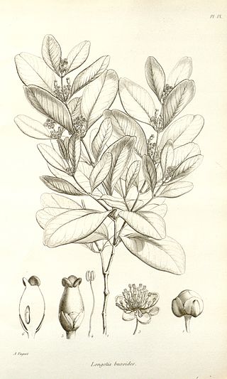 <i>Longetia</i> Genus of flowering plants