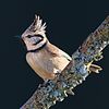 Crested tit