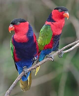 <span class="mw-page-title-main">Black-capped lory</span> Species of bird