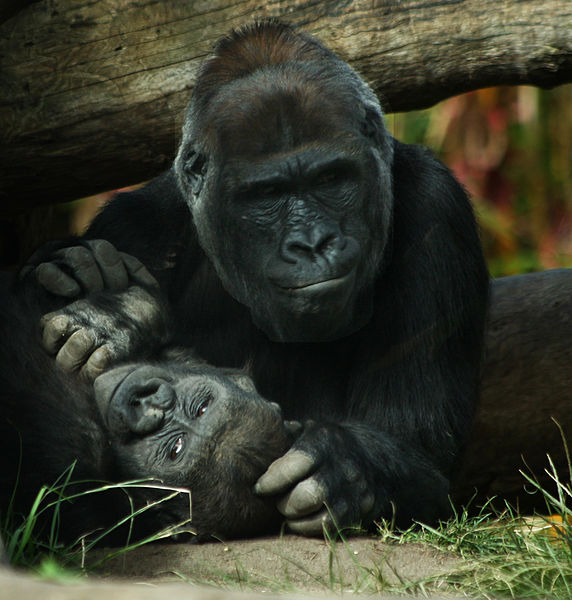 File:Lowland Gorilla Mother (4242223817).jpg