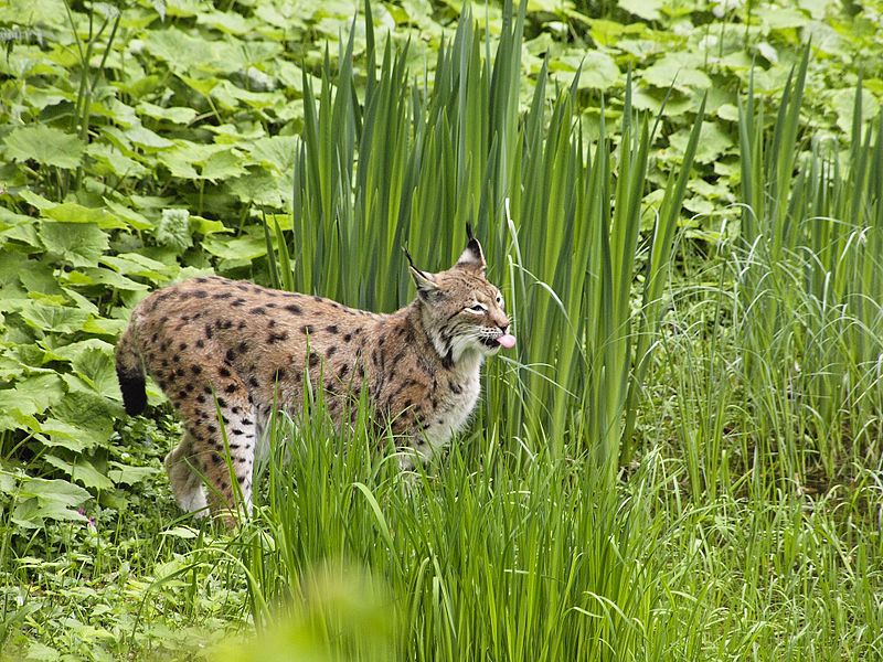 File:Luchs an einem dämmerigen Regentag, Nationalpark Bayerischer Wald.jpg