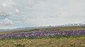 Lupinus view on the way from Farlie to Lake Tekap. South Island - New Zealand.