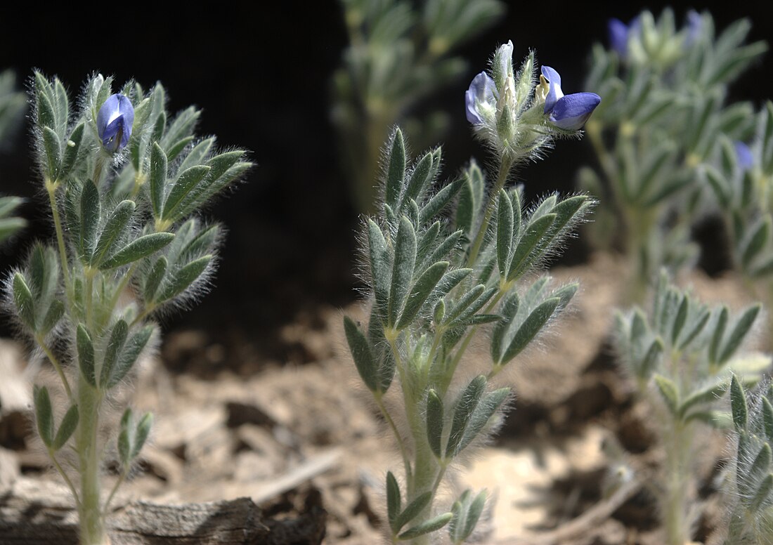 Lupinus kingii