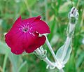 Vexiernelke (Lychnis coronaria)