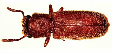 February 23: the beetle Lyctoxylon dentatum