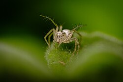 Lynx Spider.jpg