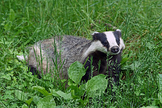 European badger Species of mustelid