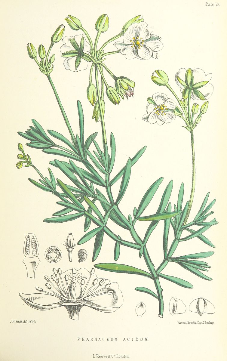 Kewa (plant)