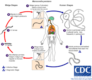 Life Cycles of Various Mansonella M perstans LifeCycle.gif