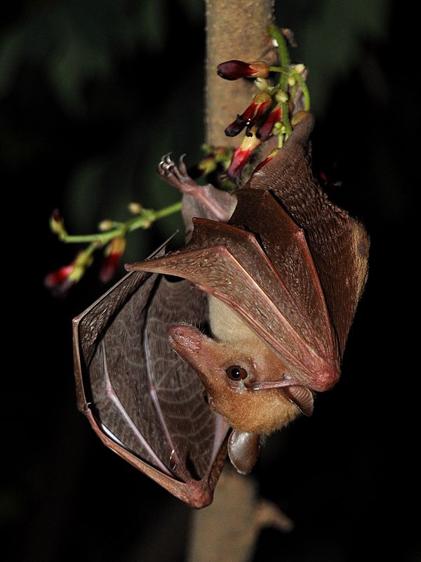 The long-tongued fruit bat (Macroglossus sobrinus)