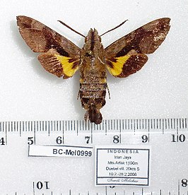 Macroglossum moecki