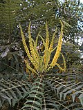 Miniatura para Mahonia lomariifolia