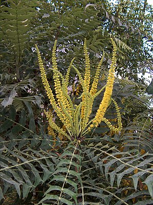 Lomaria-leaved Oregon grape (Mahonia lomariifolia)