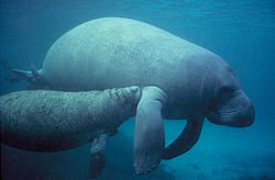 Manatee with calf.PD.jpg