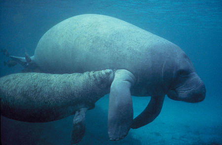 Manatee with calf.PD.jpg