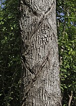 Manilkara zapota, corteza incisa del árbol del chicle