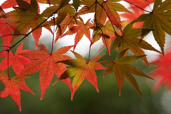 Maple. Клен дланевидный лист. Клён дланевидный цветы. ‘Ornatum’ клен. Клен дланелистный.