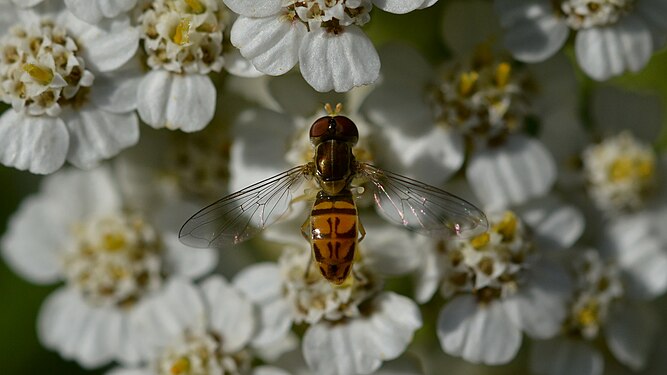 Hoverfly (Syrphidae)