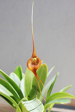 Masdevallia regina (8935851034). 
 jpg