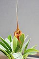 Masdevallia regina habitus