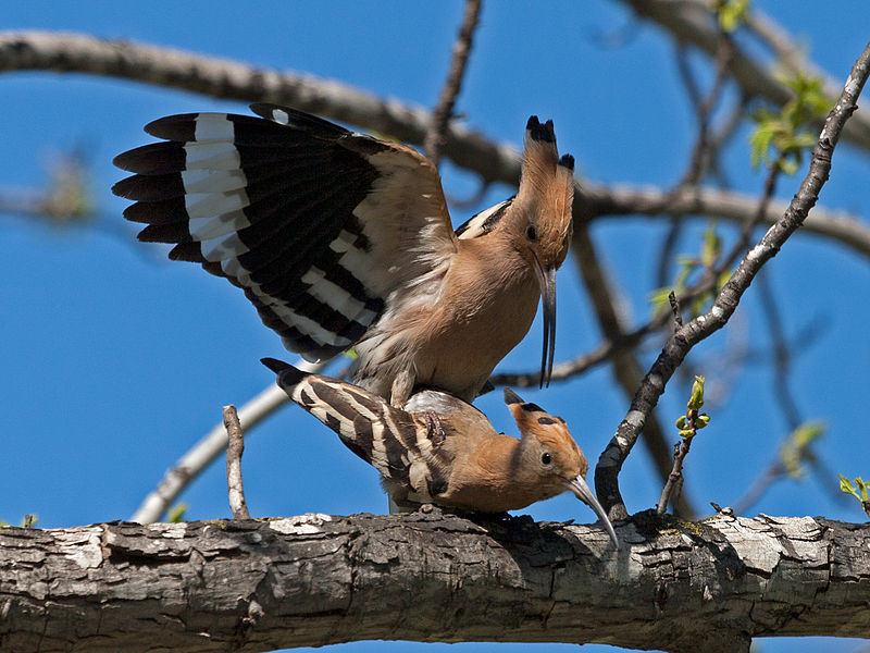 File:Mating hoopoes.jpg