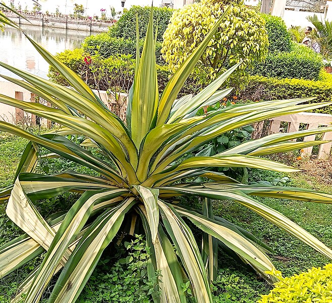 File:Mauritius hemp.jpg