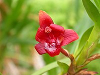 Ornithidium coccineum Type species