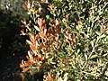 Melaleuca deanei new growth.jpg