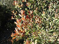 Melaleuca deanei